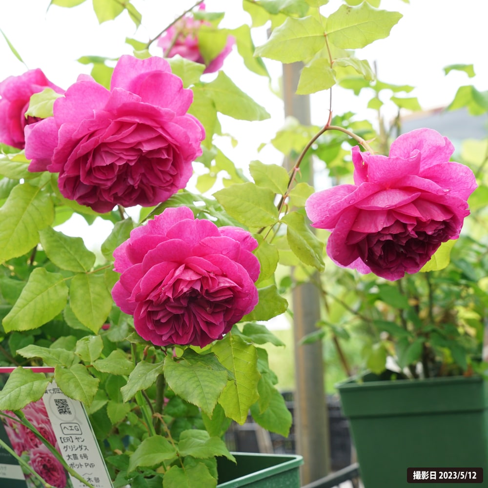 バラ ヤングリシダス 2