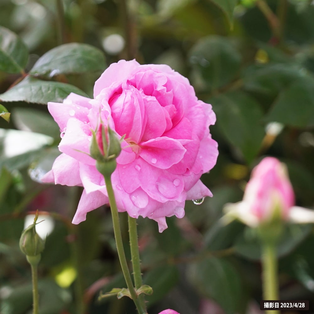 バラ ザ メイフラワー 2