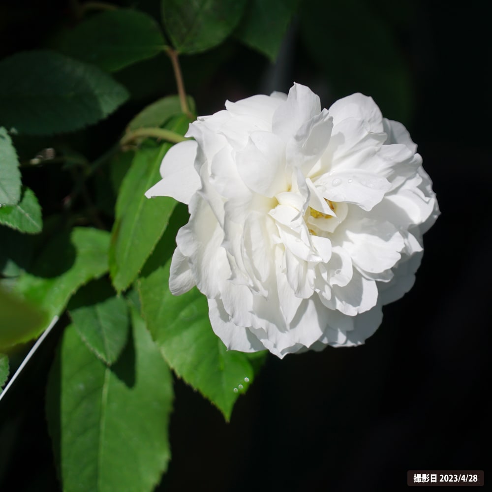 バラ スーザン ウィリアムズ エリス 1