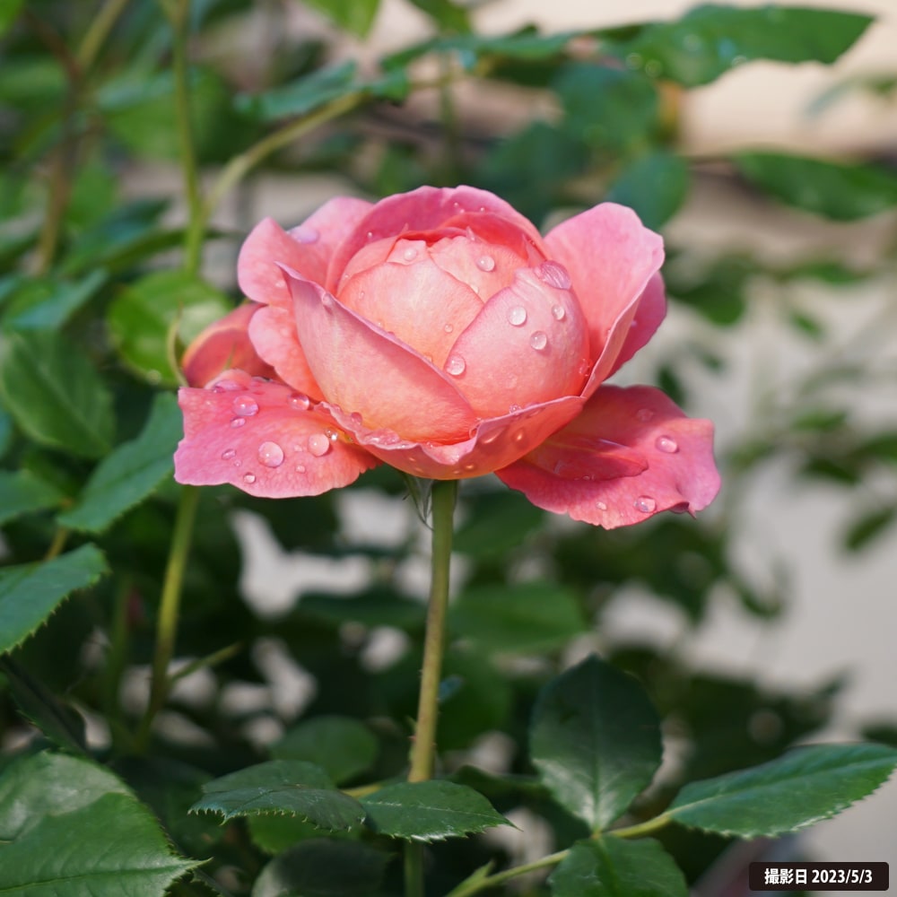 バラ ボスコベル 3