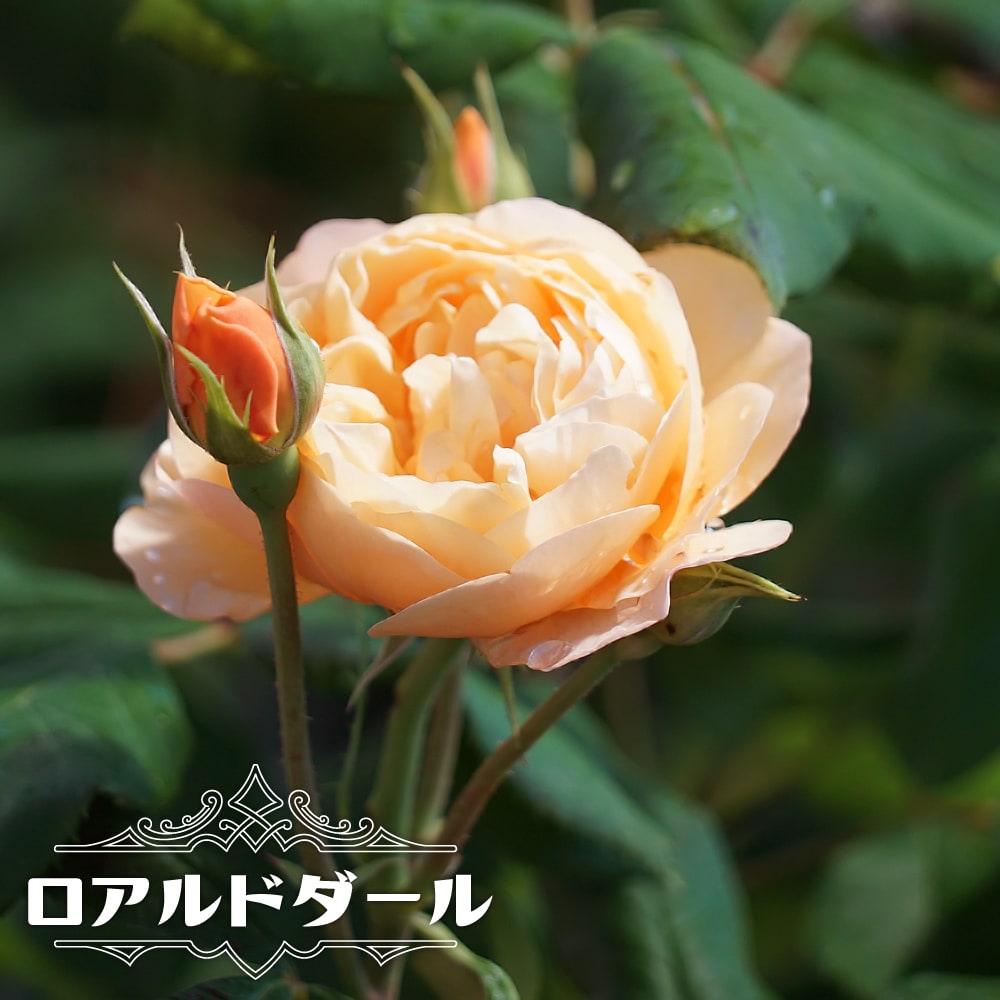 バラ ロアルドダール 