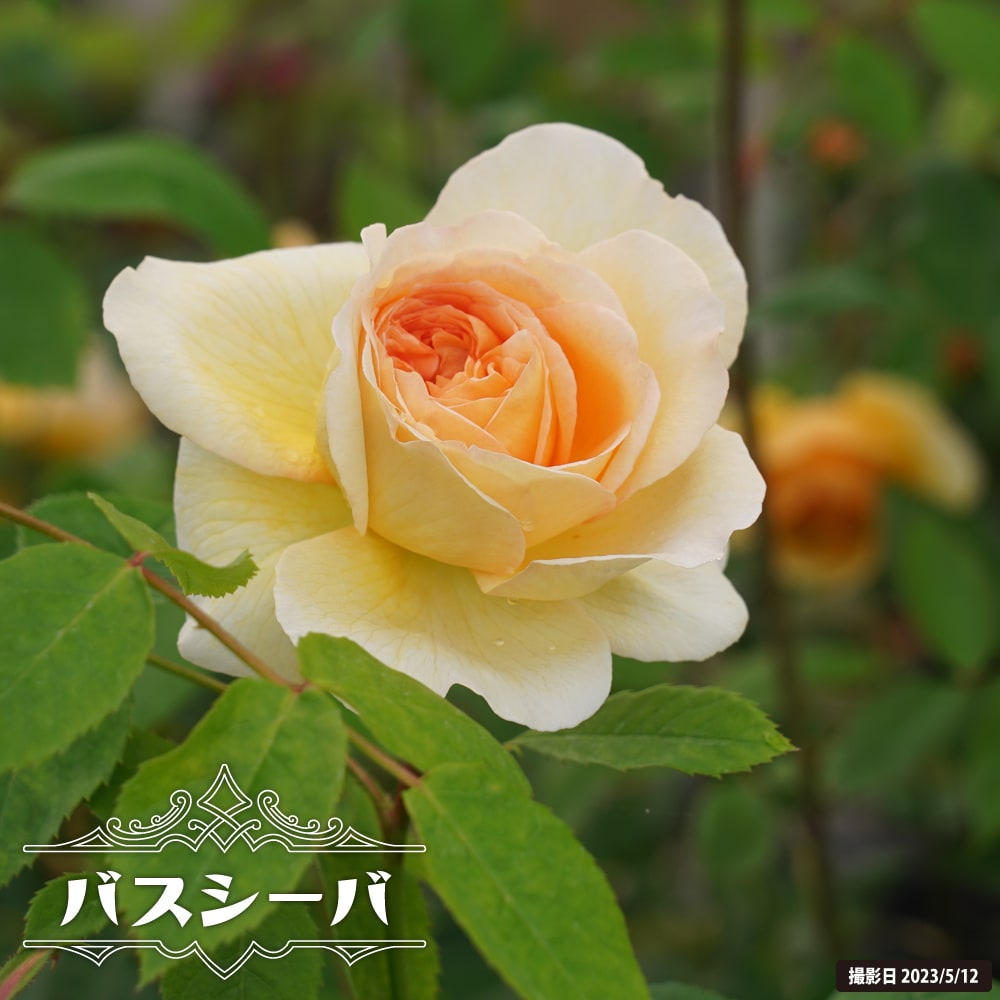 バラ バスシーバ 