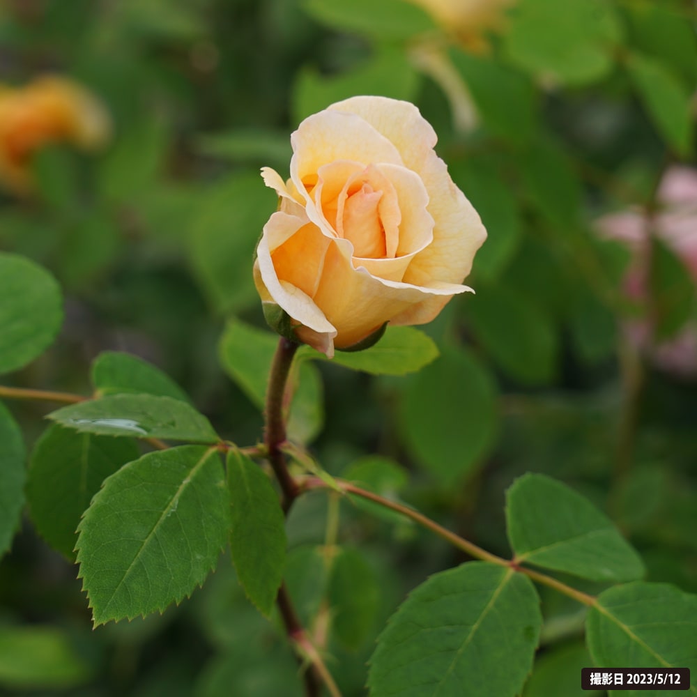 バラ バスシーバ 1