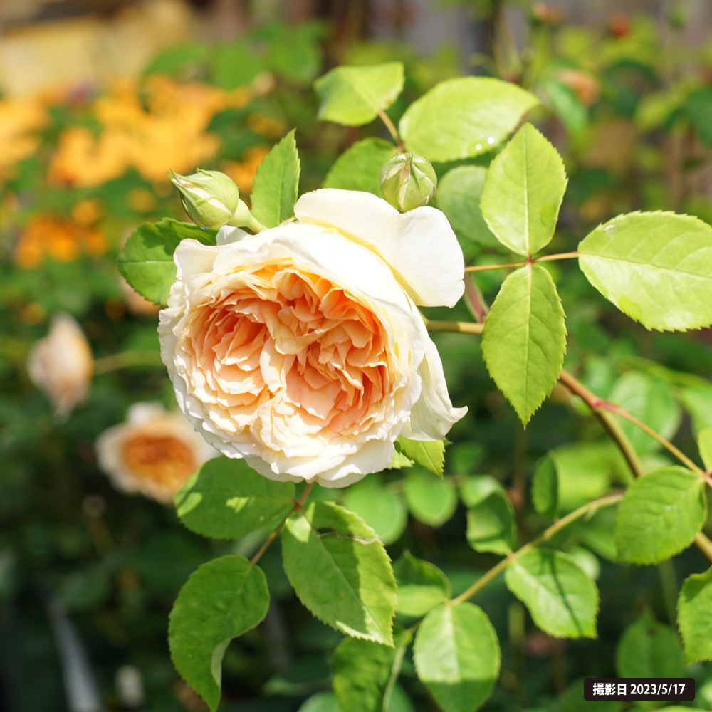 バラ バスシーバ 2