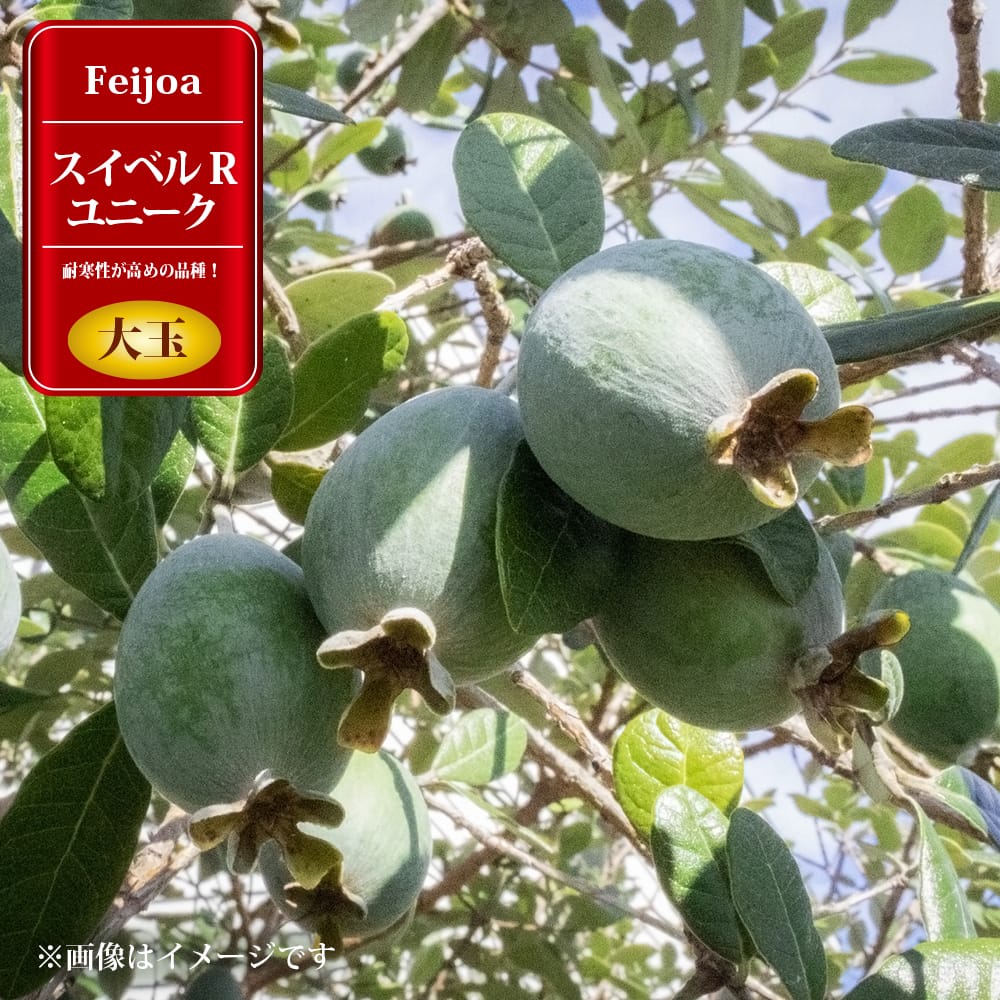 フェイジョア スイベルRユニーク 