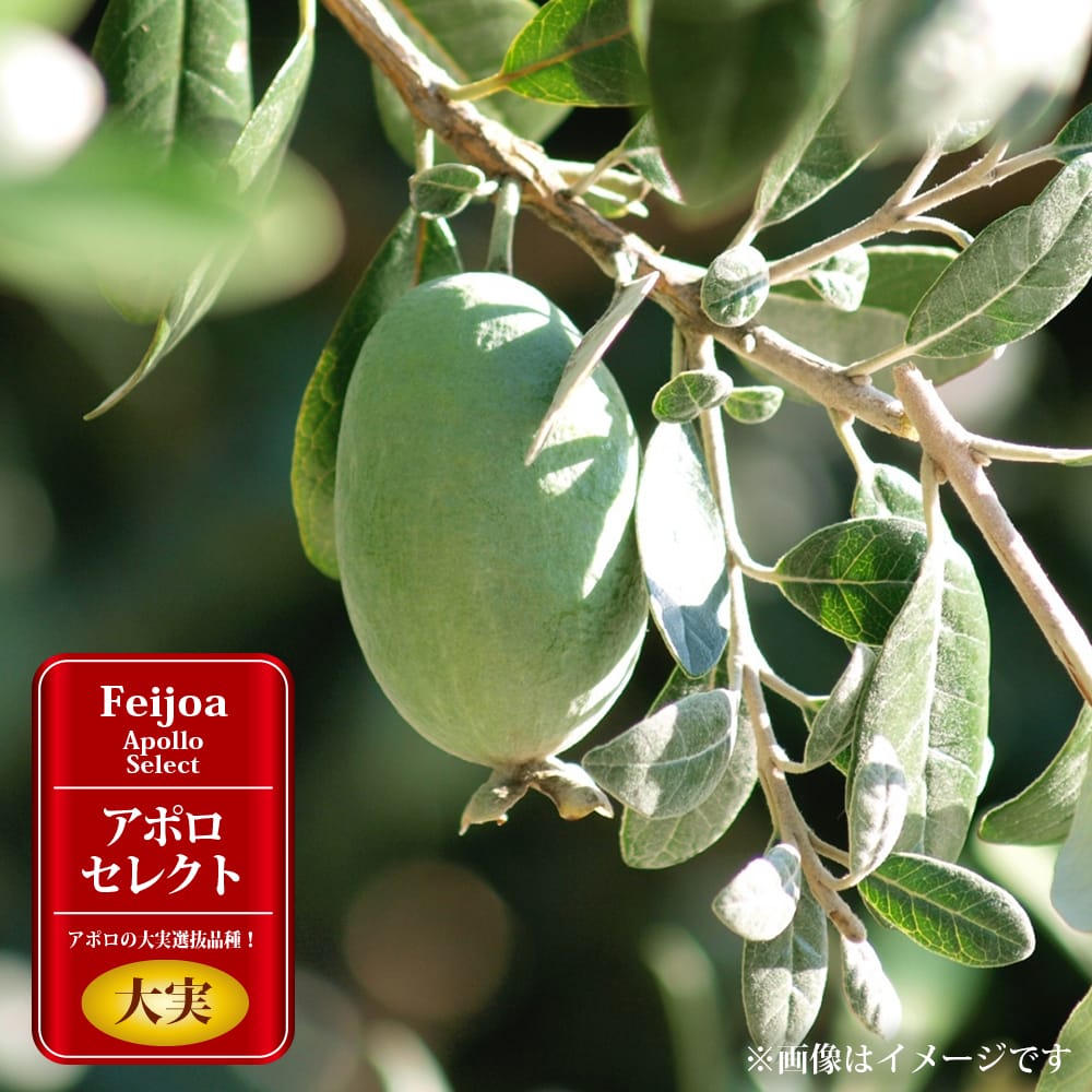フェイジョア アポロセレクト 苗 販売 苗木部 By 花ひろばオンライン