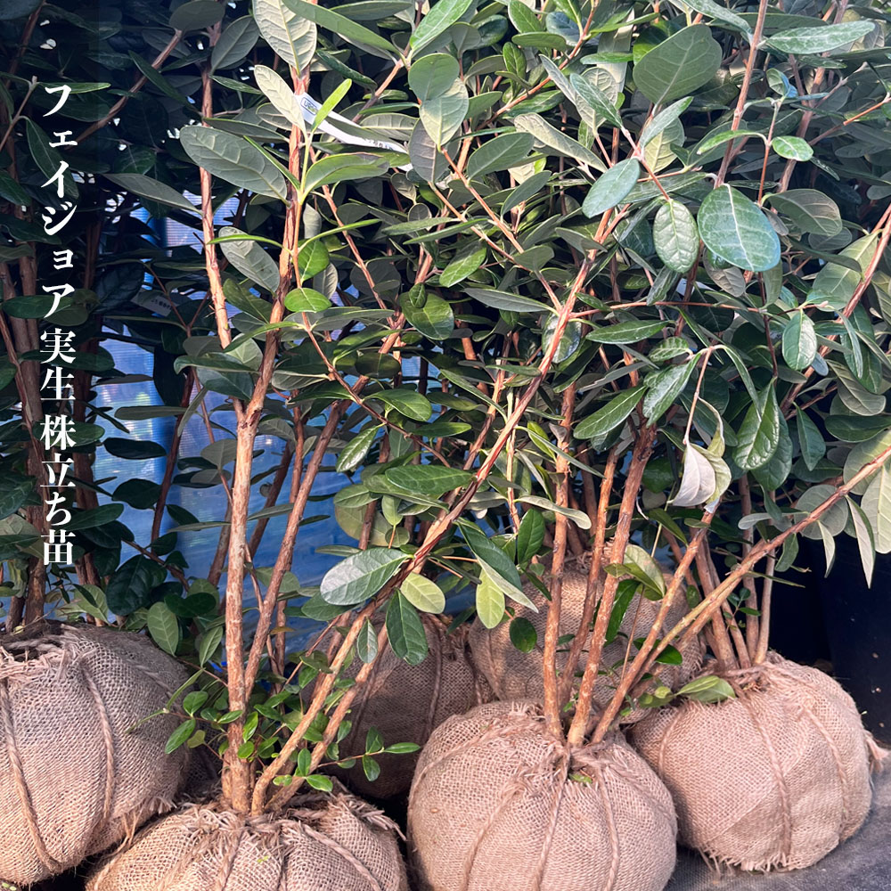 フェイジョア 苗 通販 苗木部 By 花ひろばオンライン