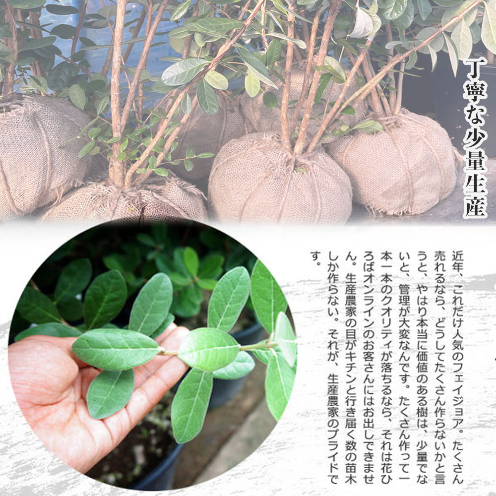 ジューンベリー 実生 1