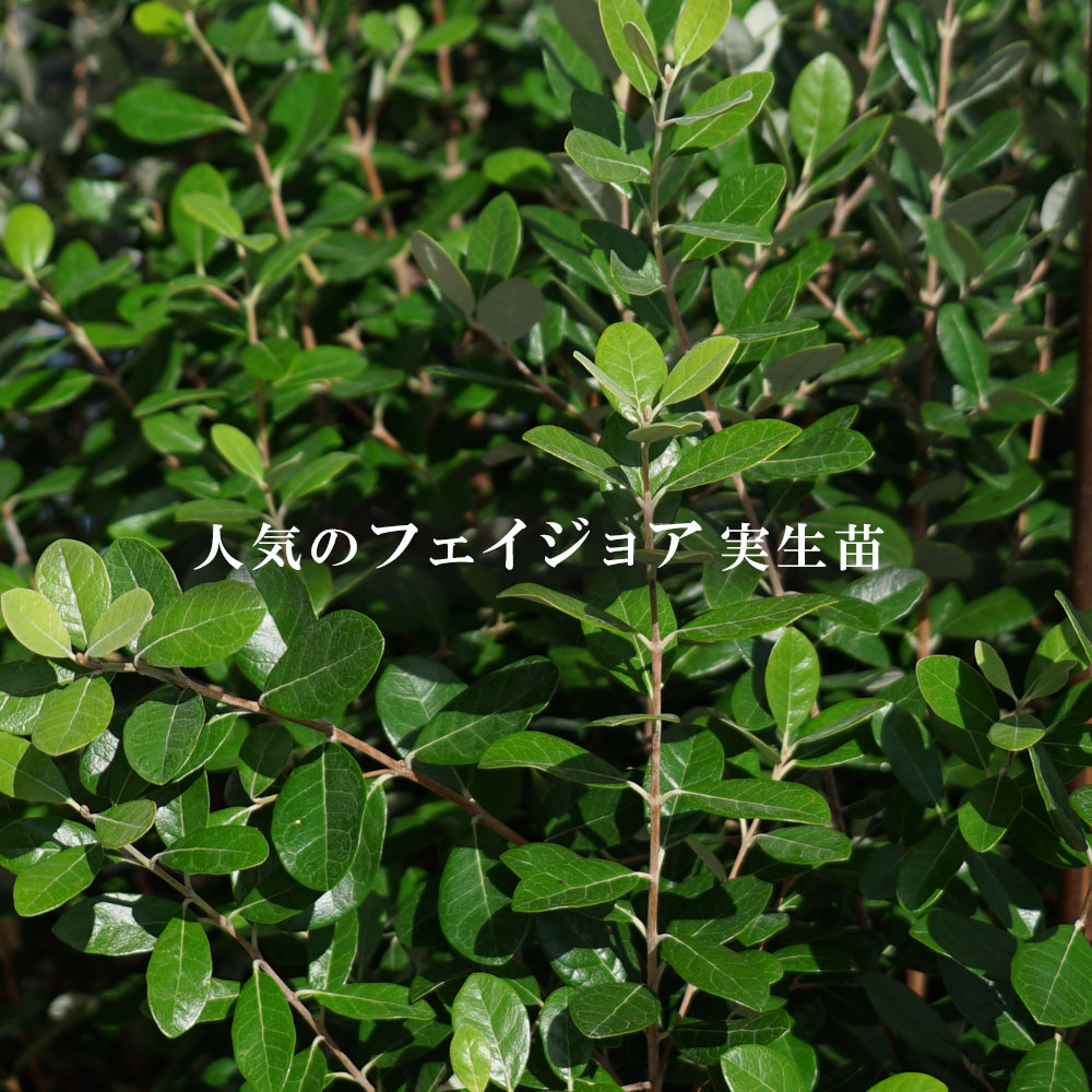 フェイジョア  2