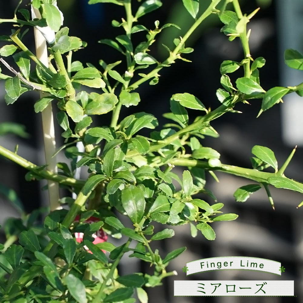 フィンガーライム ミアローズ 