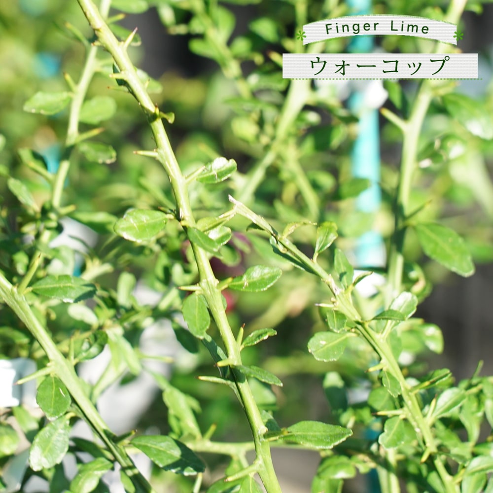 フィンガーライム ウォーコップ 