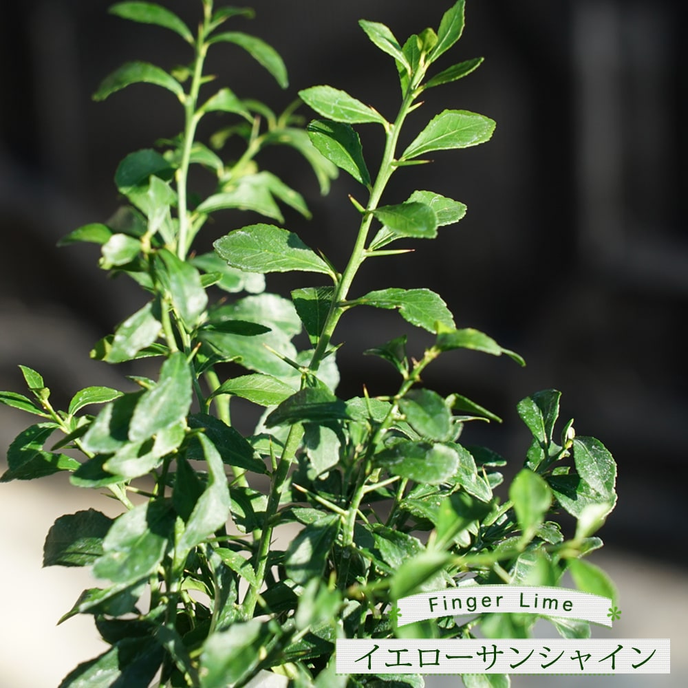 フィンガーライム イエローサンシャイン 
