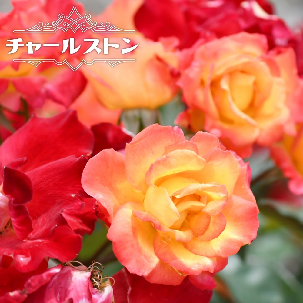 バラ つるチャールストン 