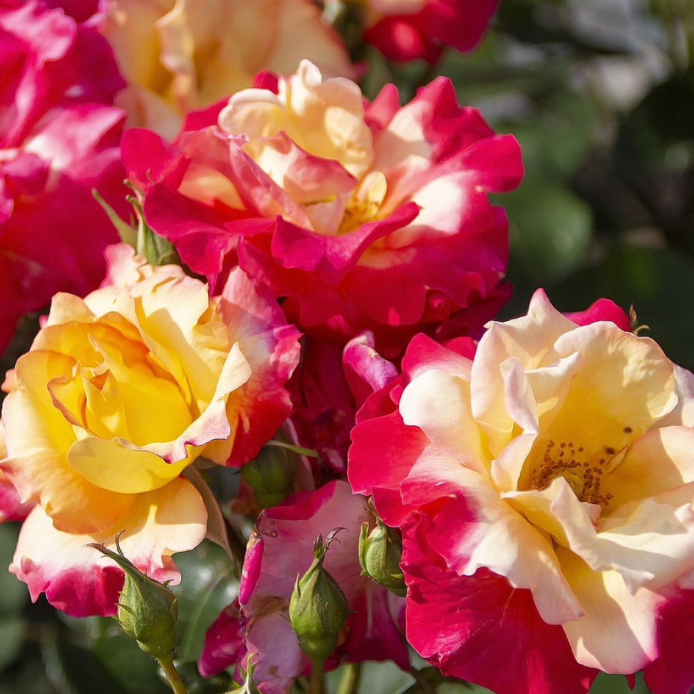 バラ チャールストン 3