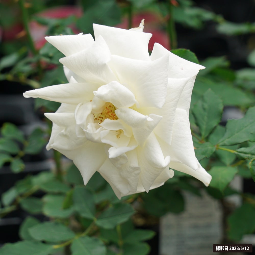 バラ ブライダルホワイト 4