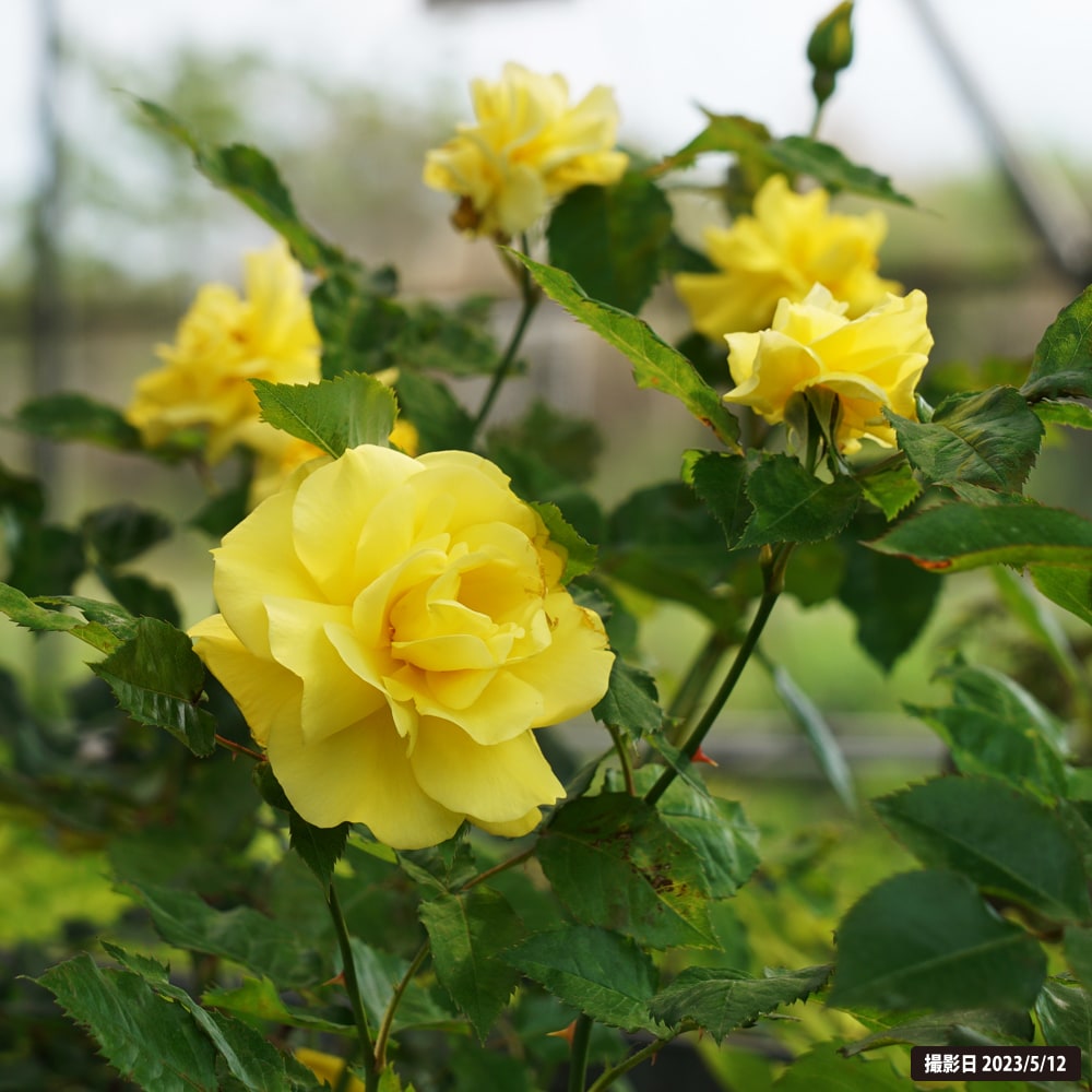 バラ フリージア 