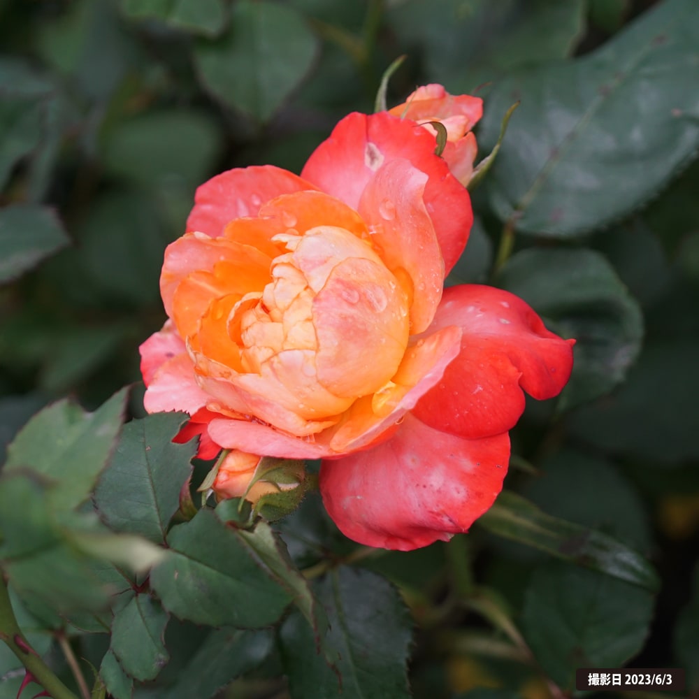 バラ フリューテ 2