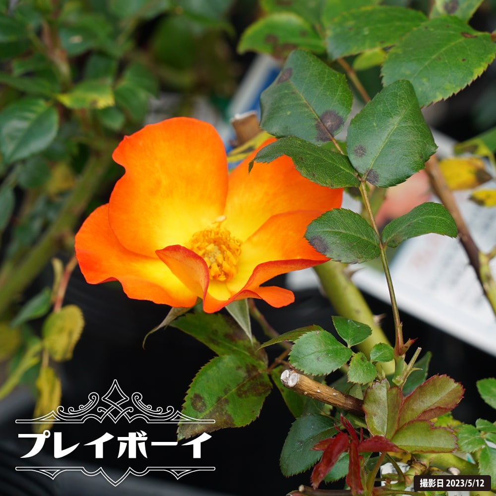 バラ プレイボーイ 