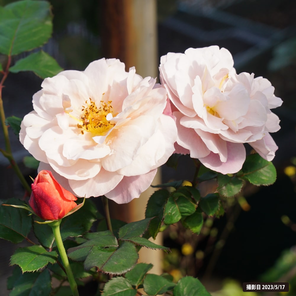 バラ ディスタントドラムス 4