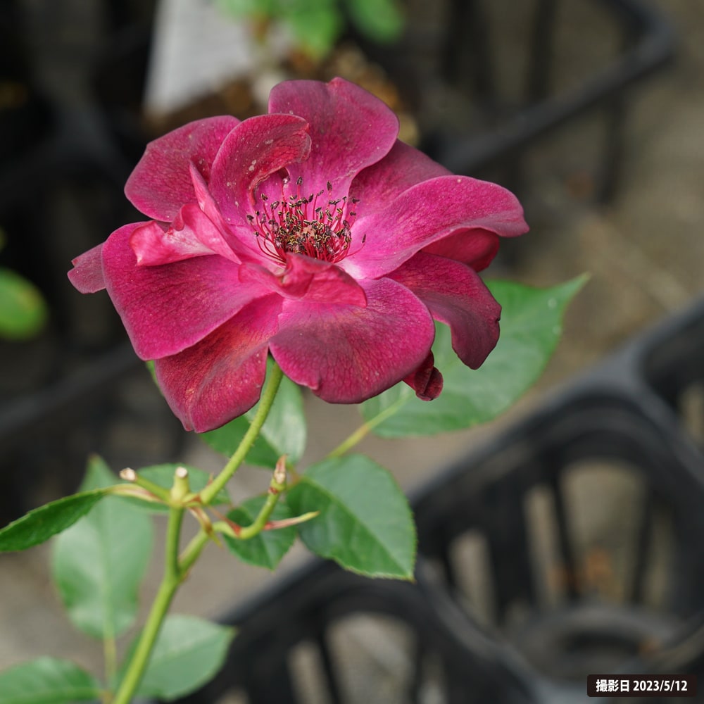 バラ バーガンディアイスバーグ 2