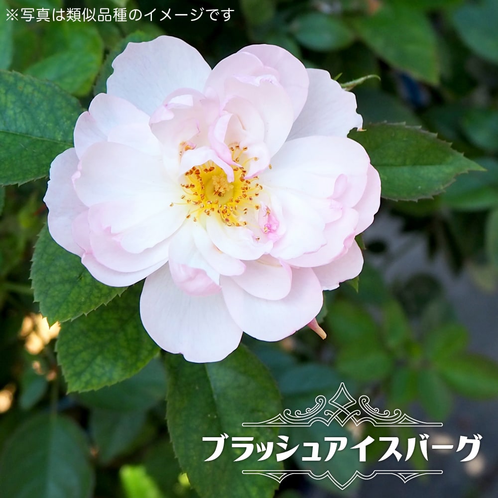 バラ ブラッシュアイスバーグ 