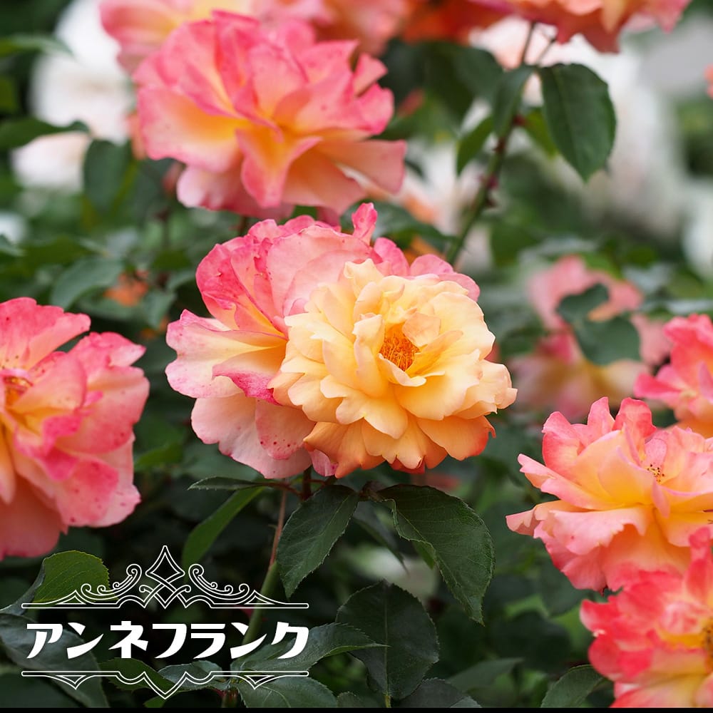 バラ アンネフランク 