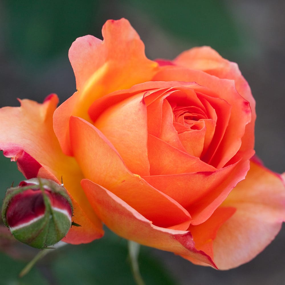 バラ アンネフランク 1