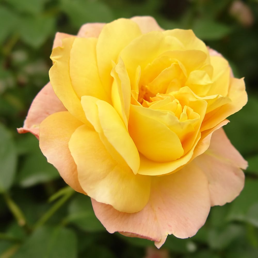 バラ アンネフランク 2