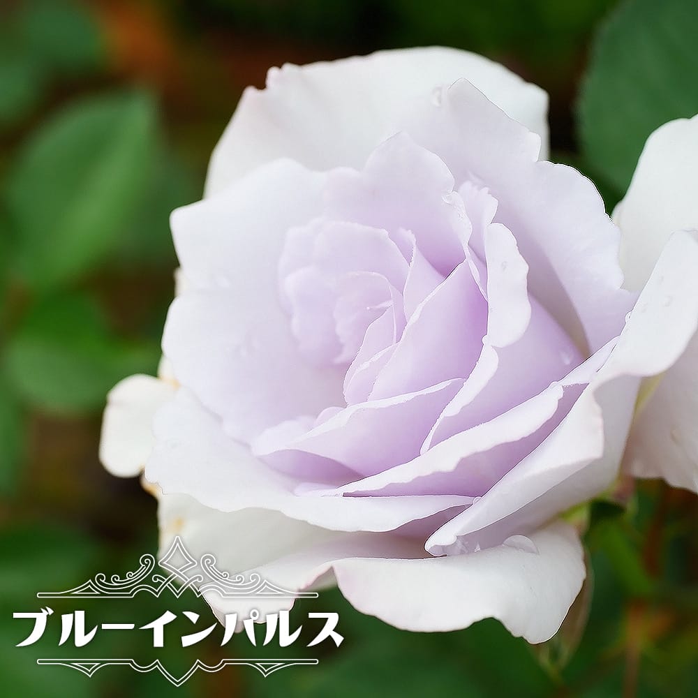 バラ ブルーインパルス 