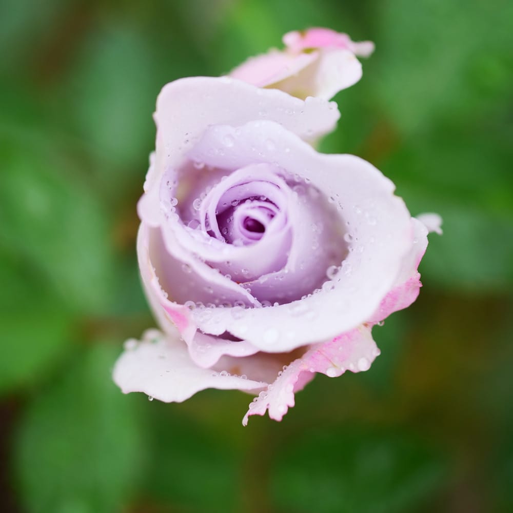 バラ ブルーインパルス FL フロリバンダの通販 苗木部 By 花ひろば