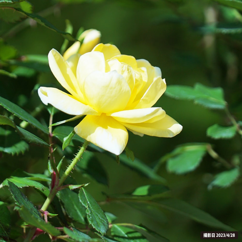 バラ サニーノックアウト 4