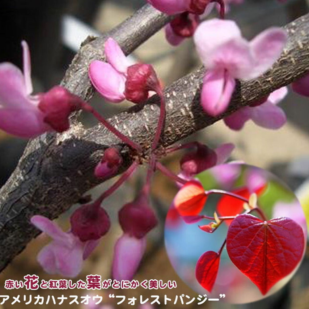 アメリカハナズオウ フォレストパンジー 