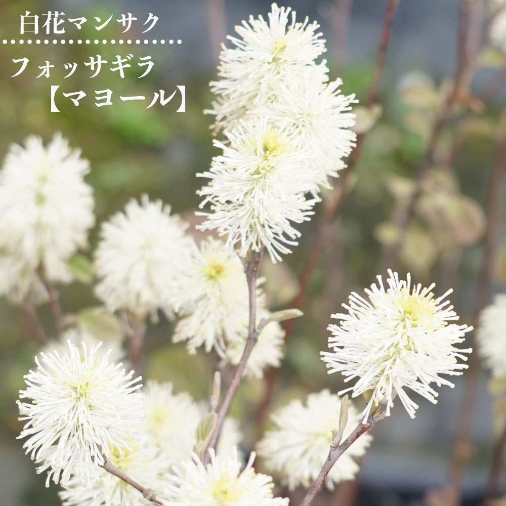 フォッサギラ シロバナマンサク 
