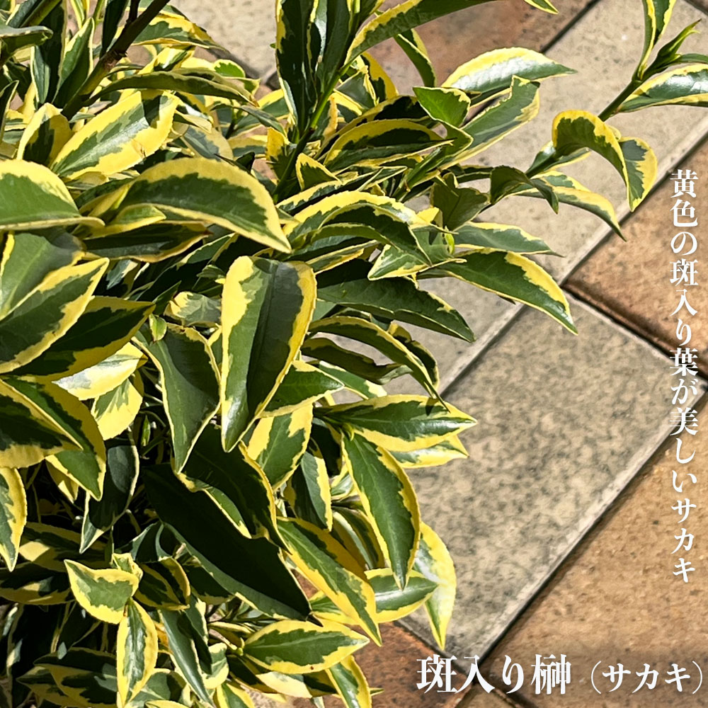 サカキ 斑入りサカキ 4