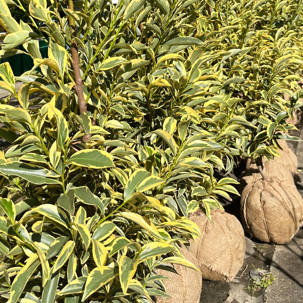 サカキ 斑入りサカキ 2