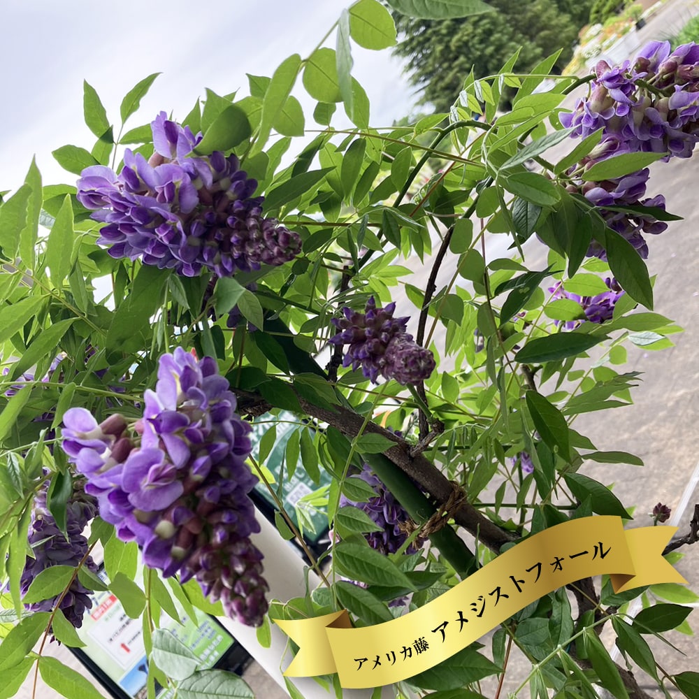 アメリカフジ アメジストフォール 