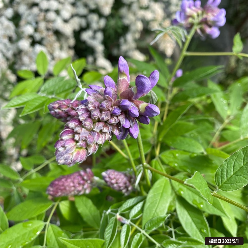 アメリカフジ アメジストフォール 1