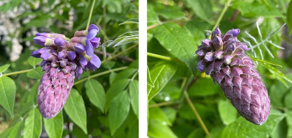 アメリカフジ アメジストフォール 3