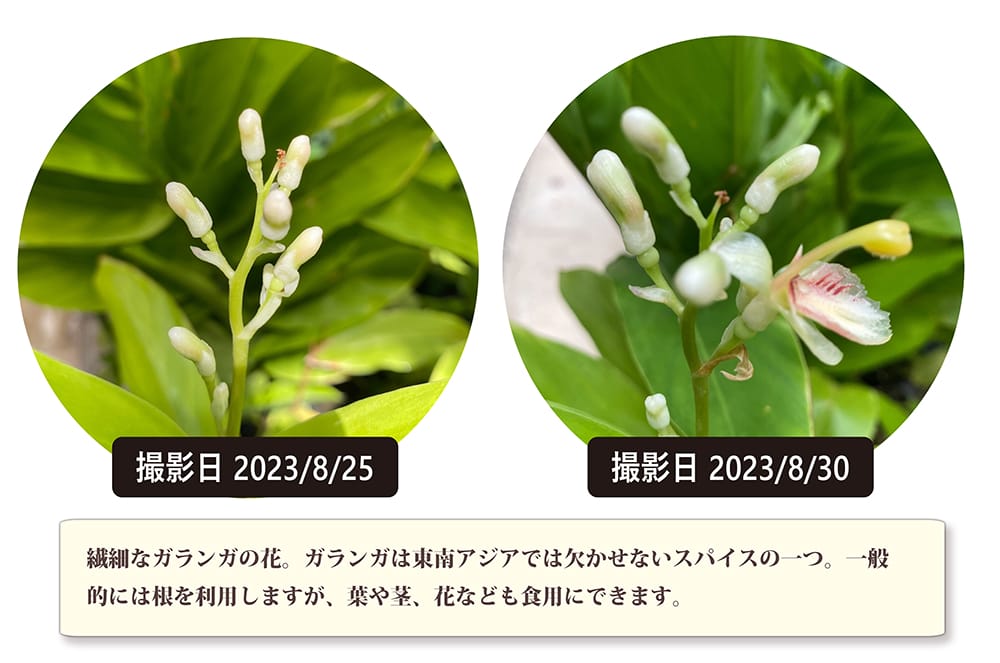 ガランガ ガランガ 苗 販売 苗木部 By 花ひろばオンライン