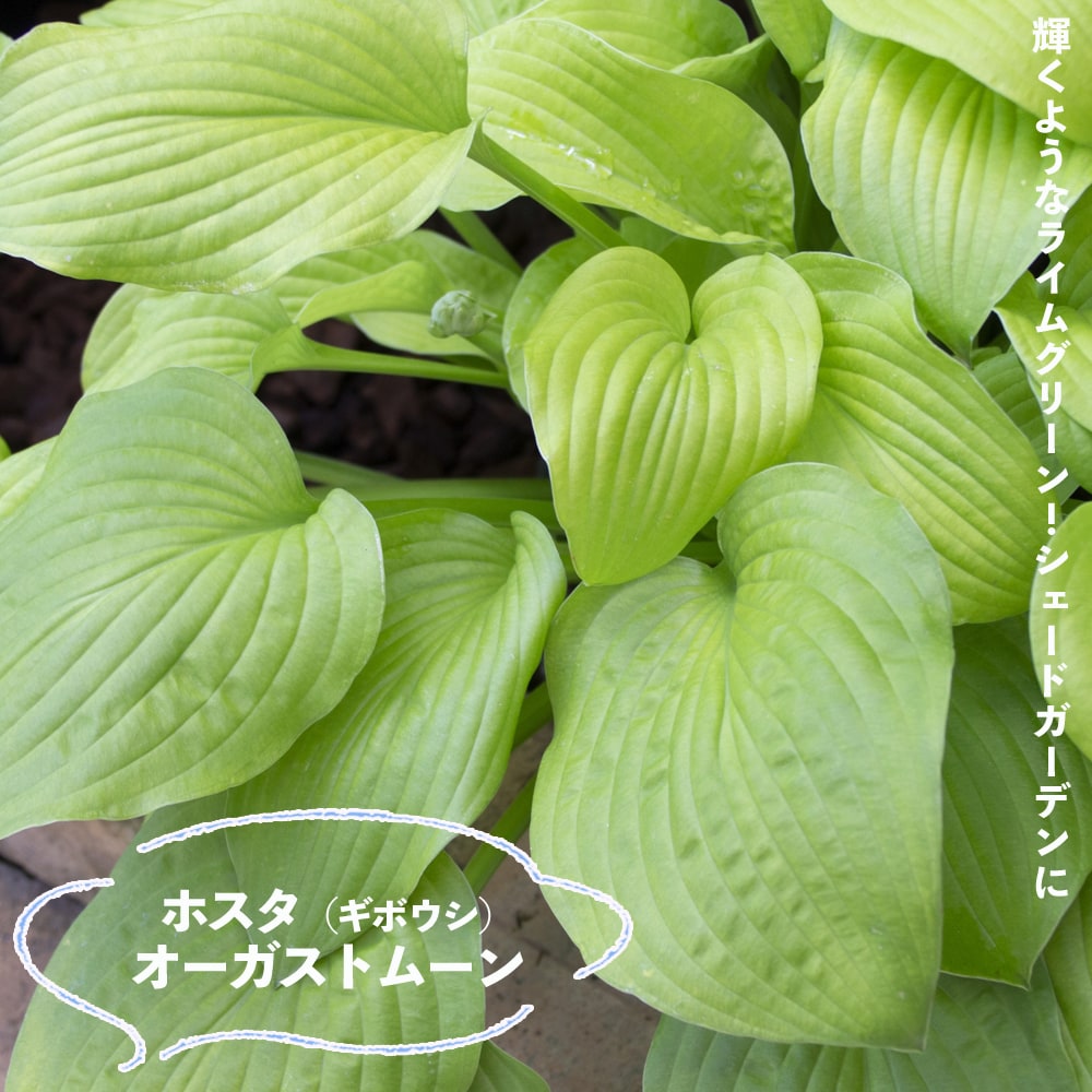 ホスタ オーガストムーン 