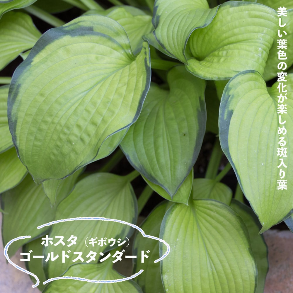 ゴールドスタンダード】 ギボウシ ホスタ 6号ポット苗 | 苗木部 本店