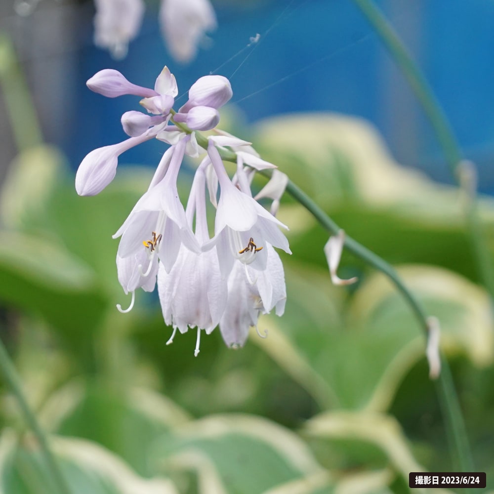 ホスタ 寒河江 2