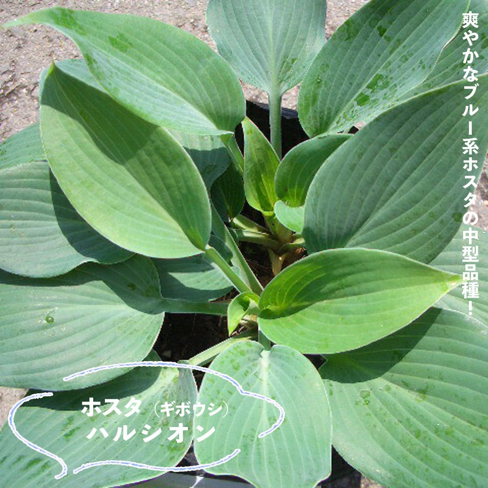 ホスタ ハルシオン 