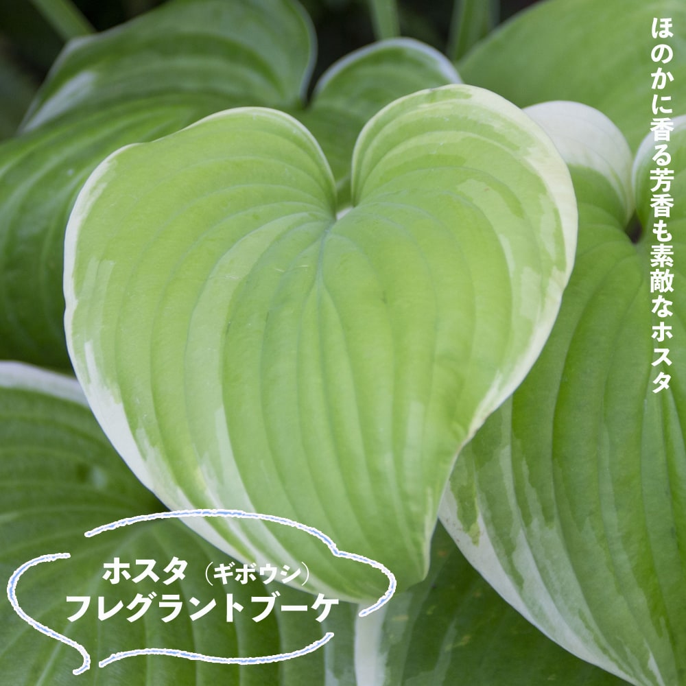 ホスタ フレグラントブーケ 