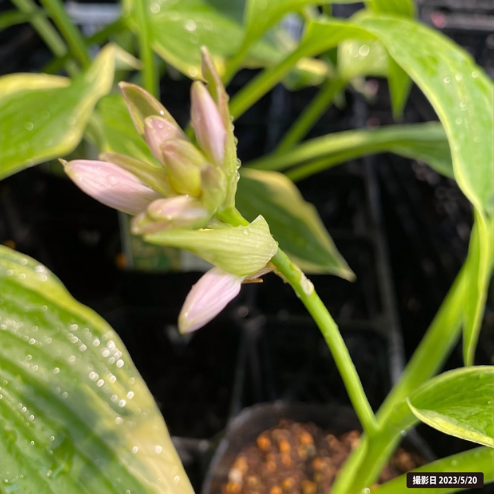 ホスタ アンチョーチ 