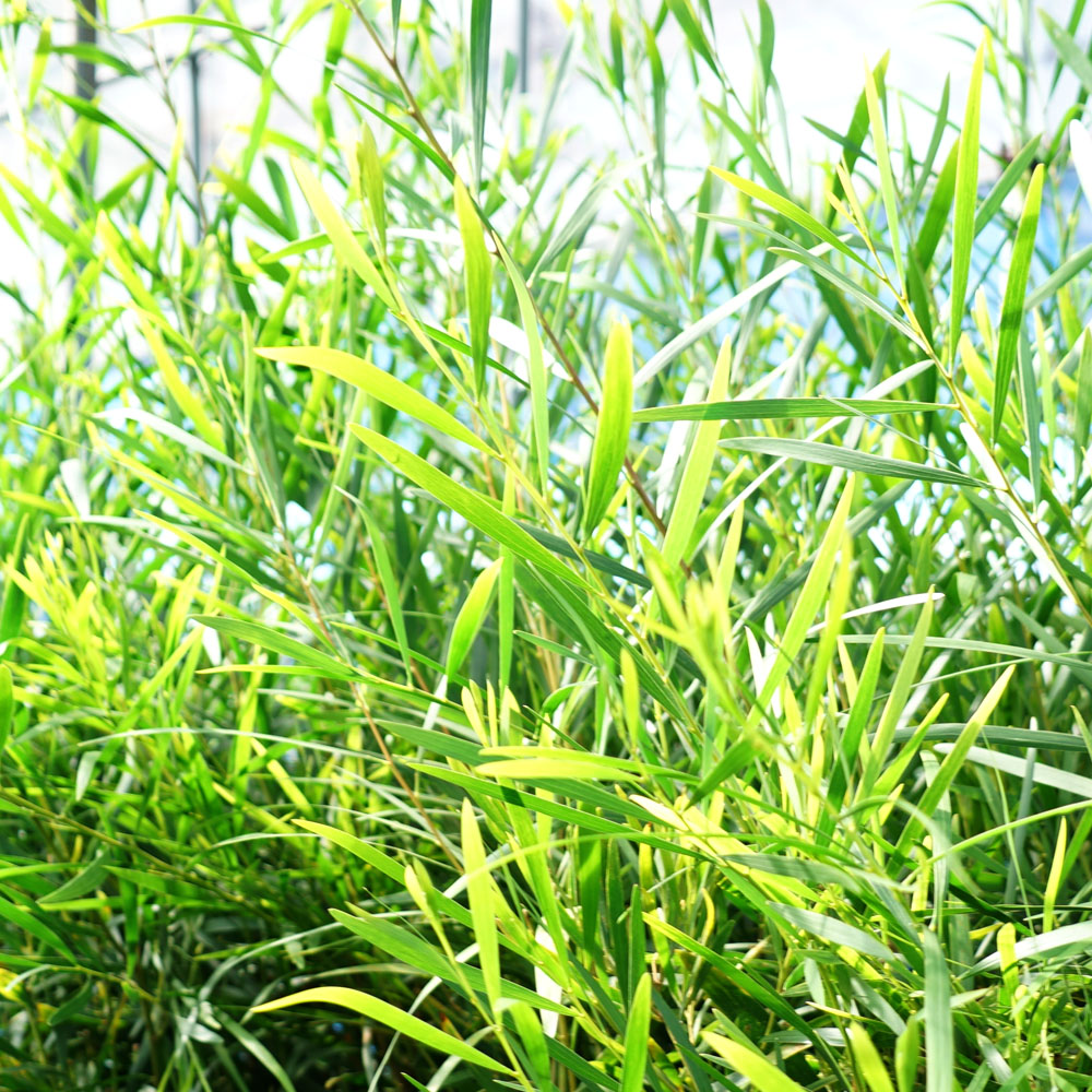 アカシア ゴールデンロッド 1