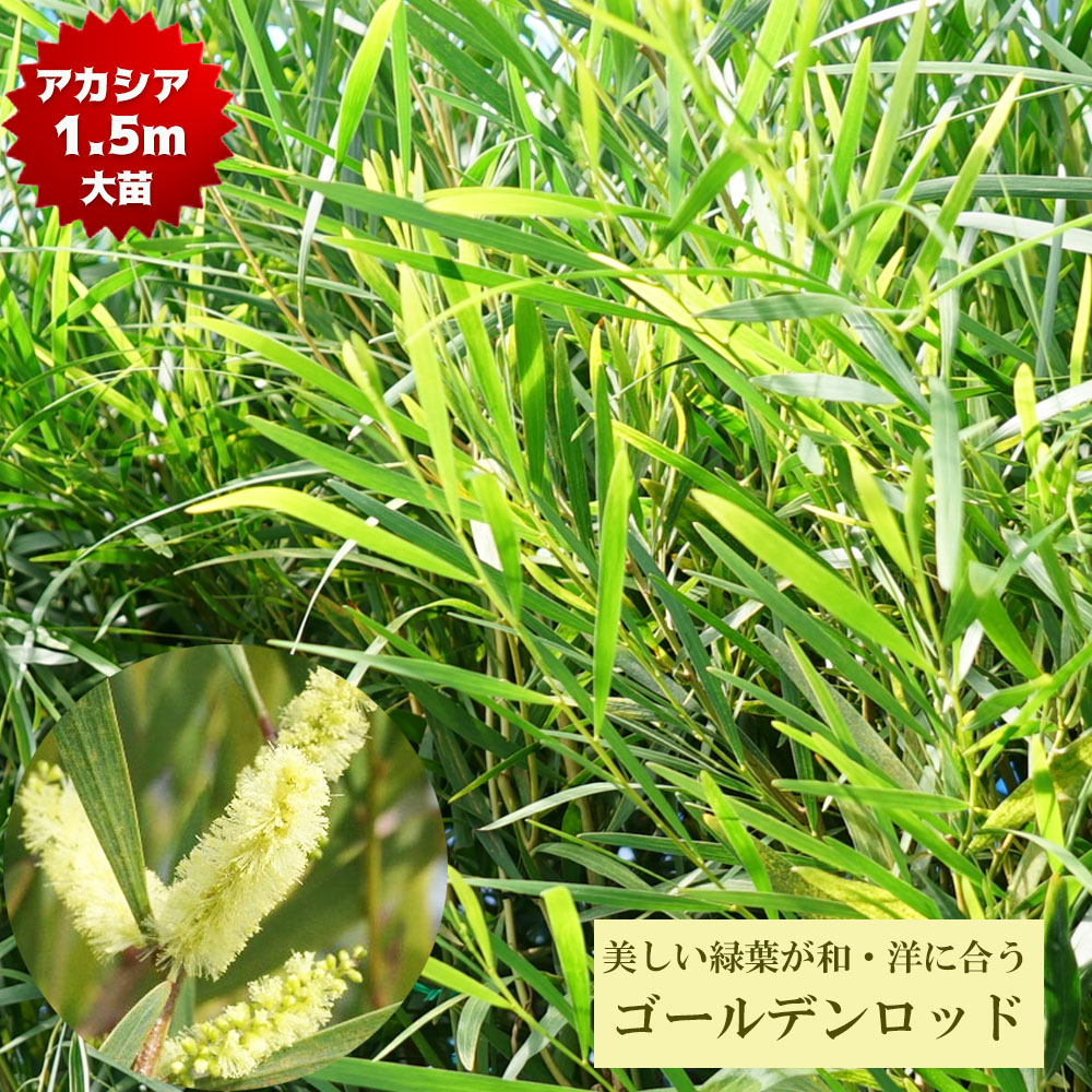 アカシア ゴールデンロッド 