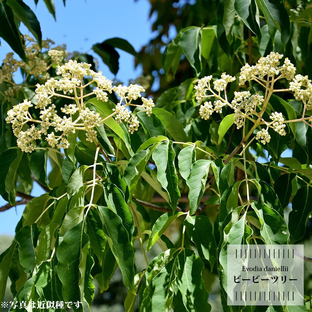 レプトスペルマム マヌカ 