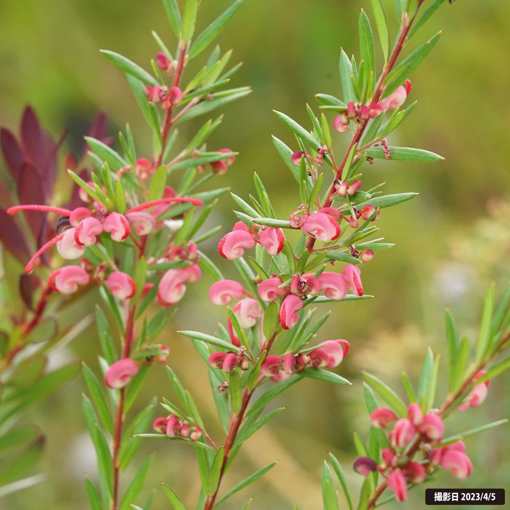 グレビレア ジョン エバンス 苗 通販 苗木部 By 花ひろばオンライン