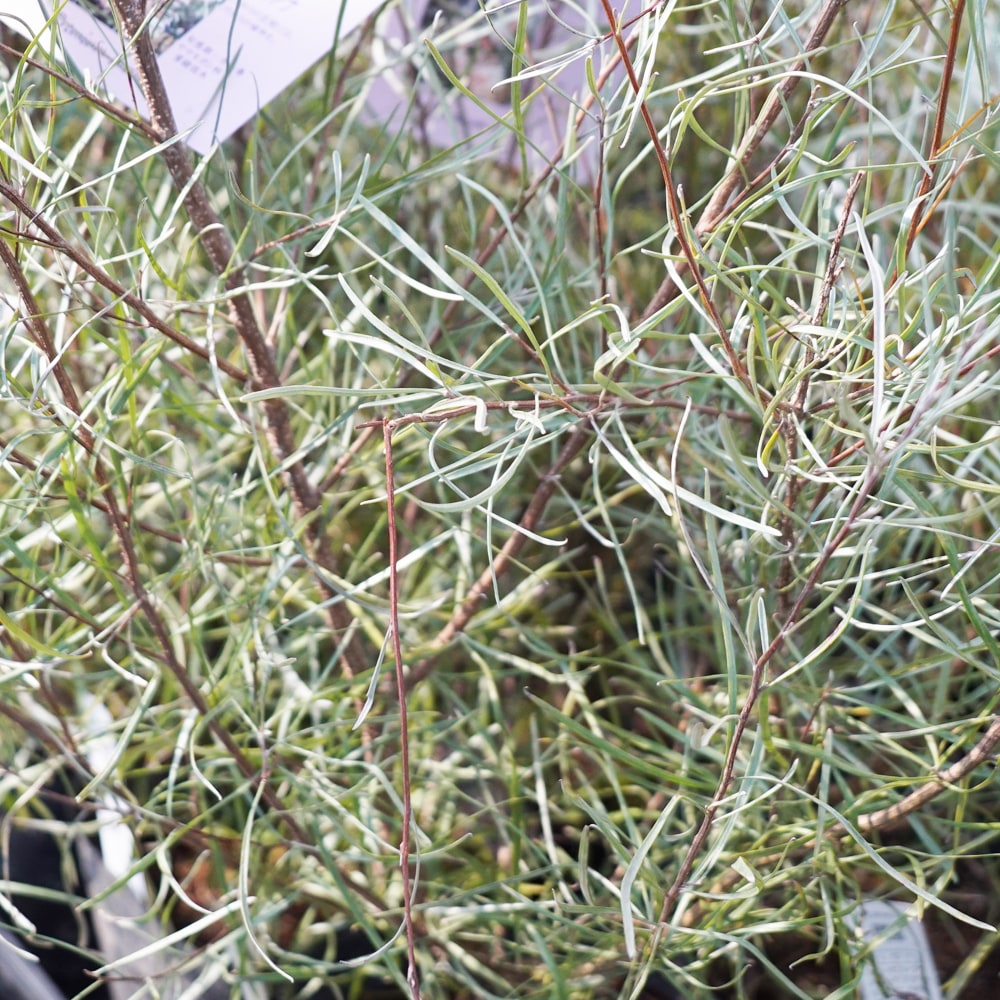 グレビレア エンドリチェリアナの通販 おすすめ 苗木部 By 花ひろば